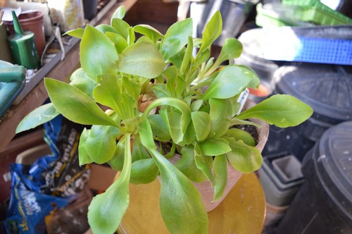 Large auricula plants - large,