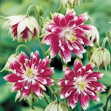 Aquilegia 'Nora Barlow' Perennial 9cm Pot Plants Pack x3