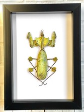 Devil's Praying Flower Mantis Stick Insect (Idolomantis diabolica) Frame Display