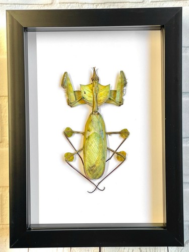 Devil praying flower mantis - devil's,