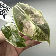 Alocasia Azlanii Variegata