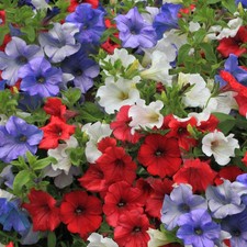 Petunia Britannia Mix