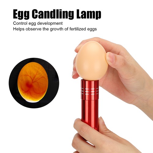 Egg incubator tester - incubator,
