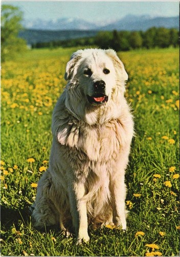 Cpa kuvasz dog - cpa, (1178732)