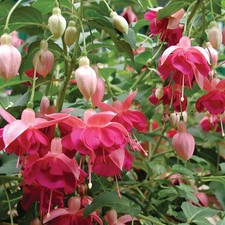 3x Fuchsia Standard Trees