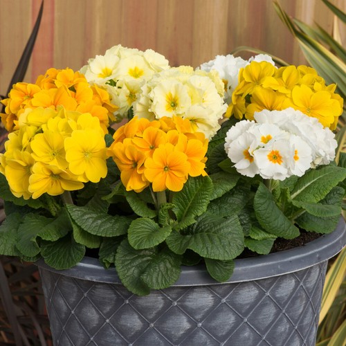 Polyanthus spring fever - spring,