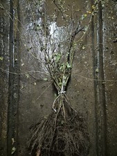 Bare Root Hawthorn 60 - 90cm