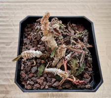 Euphorbia Decaryi var. Spirosticha 7cm Pot - Cactus Succulent Plant