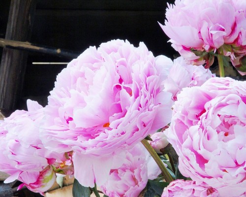 Peony sarah bernhardt pink - sarah,
