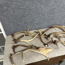 Mixed Fallow Antler Dog Chew