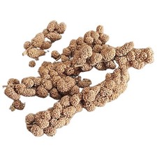 6-8 MILLET SPRAYS PIECES birds finches  hamster small animal food *FREE PORTAGE