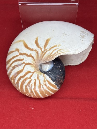 Natural unpolished chambered - natural,