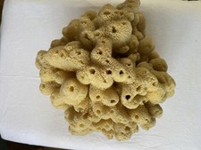 LARGE NATURAL SEA SPONGE