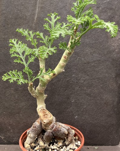 Pelargonium carnosum with - carnosum,