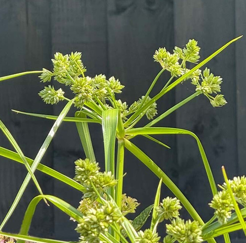 Cyperus eragrostis pond plant - pond,