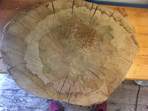 Oak wood tree log - , section