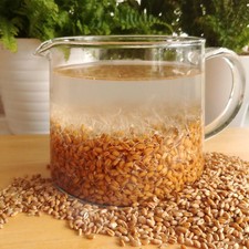 Organic raw wheat berries for - organic,