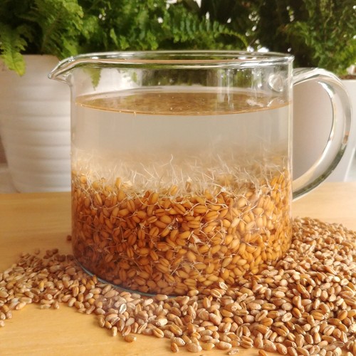 Organic raw wheat berries for - berries,