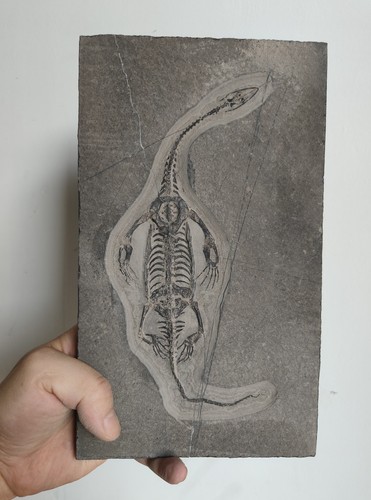 Keichousaurus skeleton fossil - keichousaurus,