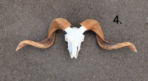 Ram skull bones - ram, animal