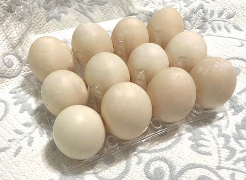 Fertile duck hatching eggs - hatching,