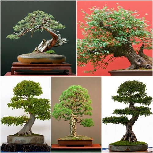 Bonsai tree seed collection - bonsai,