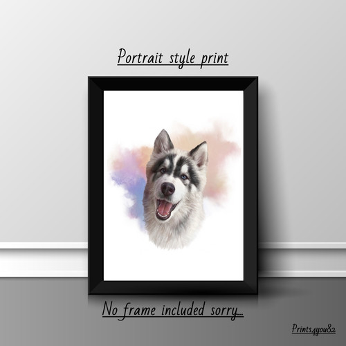 Alaskan husky pet - alaskan,