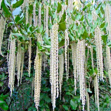Garrya eliptica silk tassle - tassle,