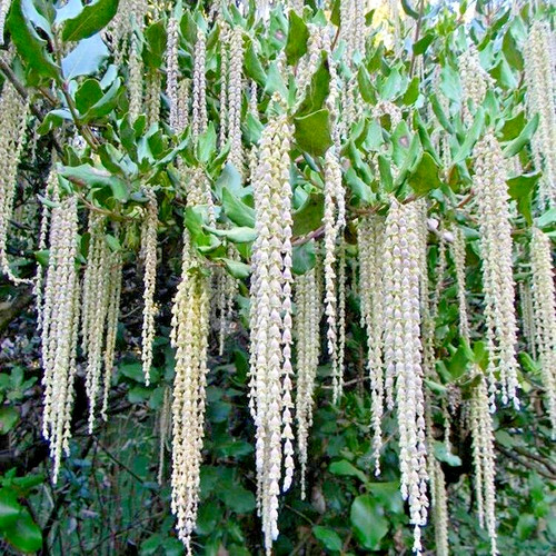 Garrya eliptica silk - eliptica,