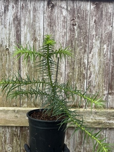 China fir tree cunninghamia - fir,