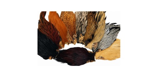 Veniard indian hen - indian, cape,