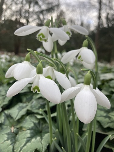 Thirty single snowdrop - thirty, (bulbs)