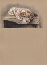 1946 SEALYHAM TERRIER PUPPY