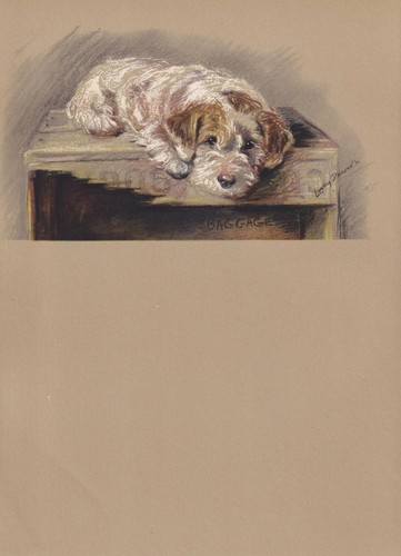 1946 sealyham terrier puppy - sealyham,