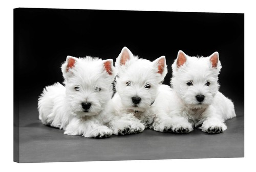 Three west highland puppies - three,