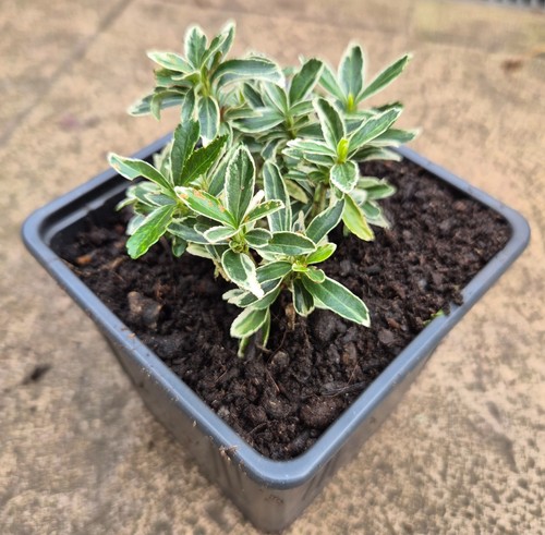 Dwarf euonymus variegated - -,