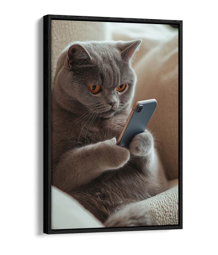 Grey british shorthair cat - british,