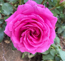 RUTH  - Fragrant Pink Hybrid