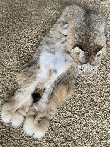 Wild lynx hide - wild,
