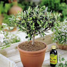 2 x Mini Olive Tree Olea