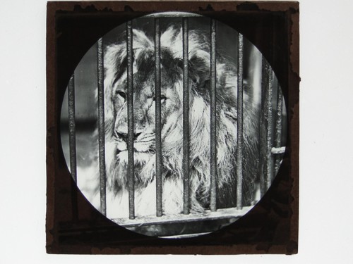 Male lion cage bars - male,