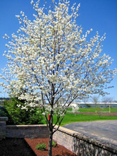 Amelanchier Alnifolia
