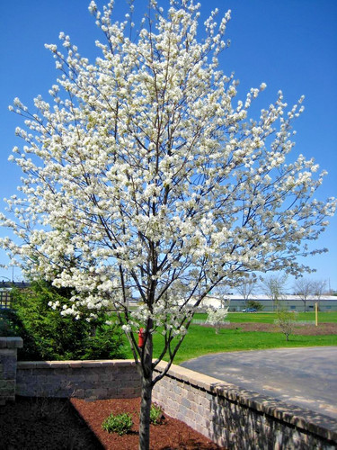 Amelanchier alnifolia - amelanchier,