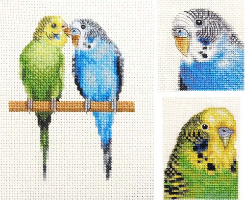 Budgerigar budgie bird counted - bird,