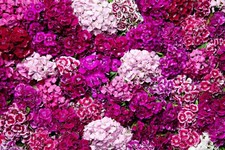 Flower - Dianthus - Sweet William - Indian Carpet Mix - 750 Seeds