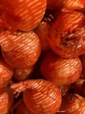 20 Red Shallot Sets 'Red Sun' (Free UK Postage)