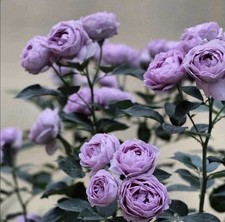 JAPANESE ROSE  BLUE STORM BARE