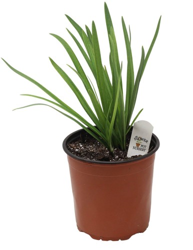 Flowerpotnursery poppin star - poppin',