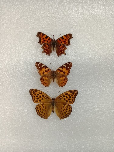 Butterfly crafting bundle - butterfly,