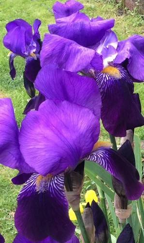 4cm root plants iris - plants,,